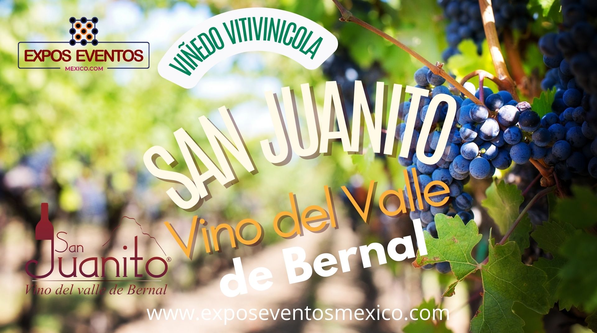 Viñedo San Juanito Vitivinicola el Vino del Valle de Bernal Tequistiapan Queretaro